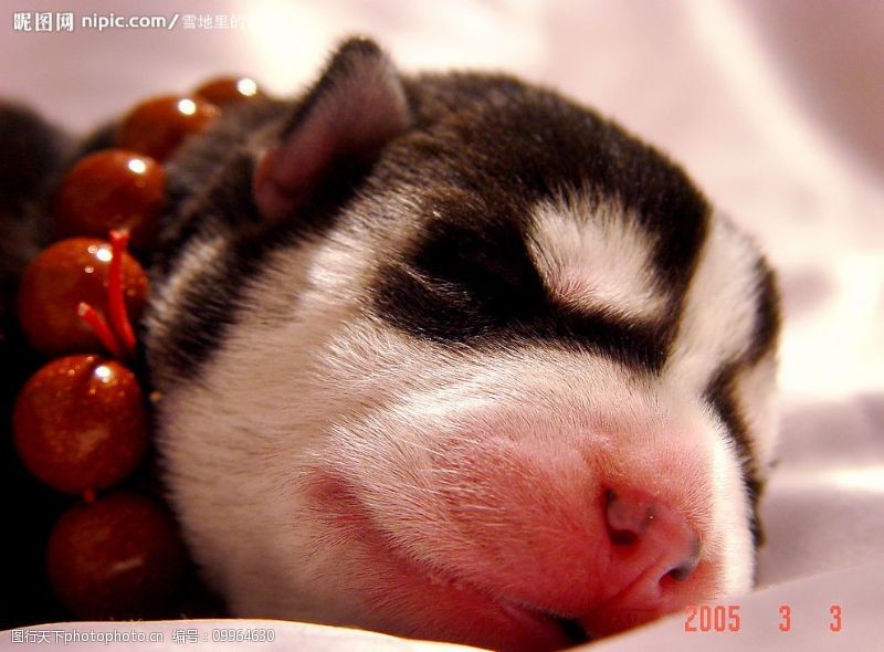 狗狗脚泛红，揭秘背后的原因与对策